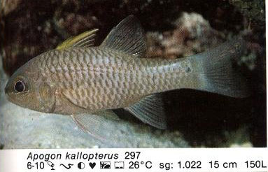 Apogon kallopterus